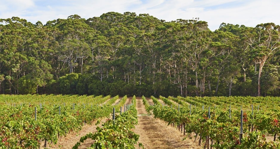Leeuwin Estate - 3