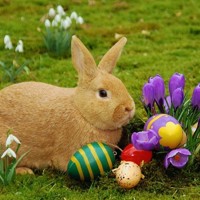 Easter Bunny (1)