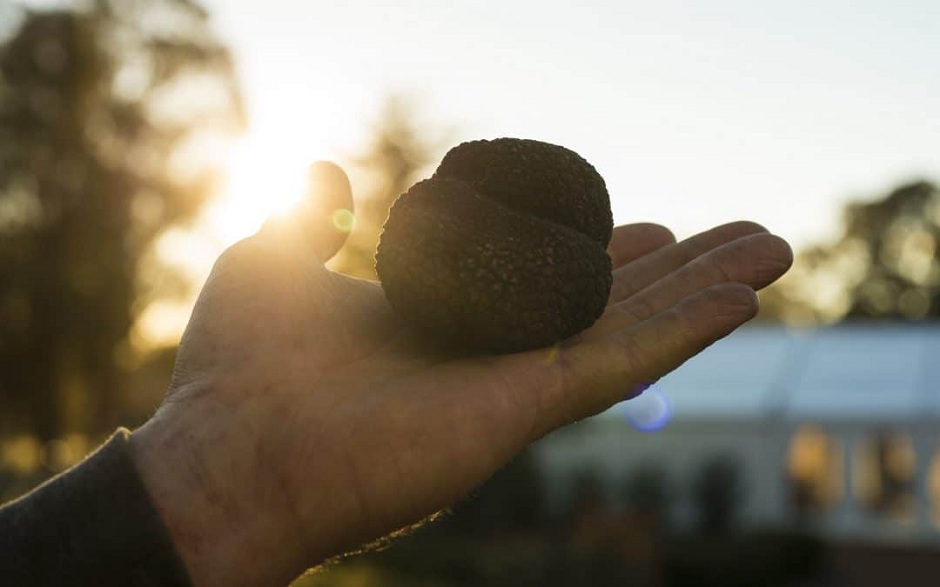 Fresh Manjimup Truffles at Brasserie l'Entrecote Best Restaurants of