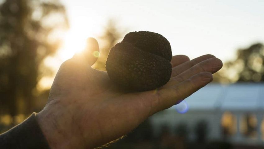 Truffle Canberra In Hand (2)