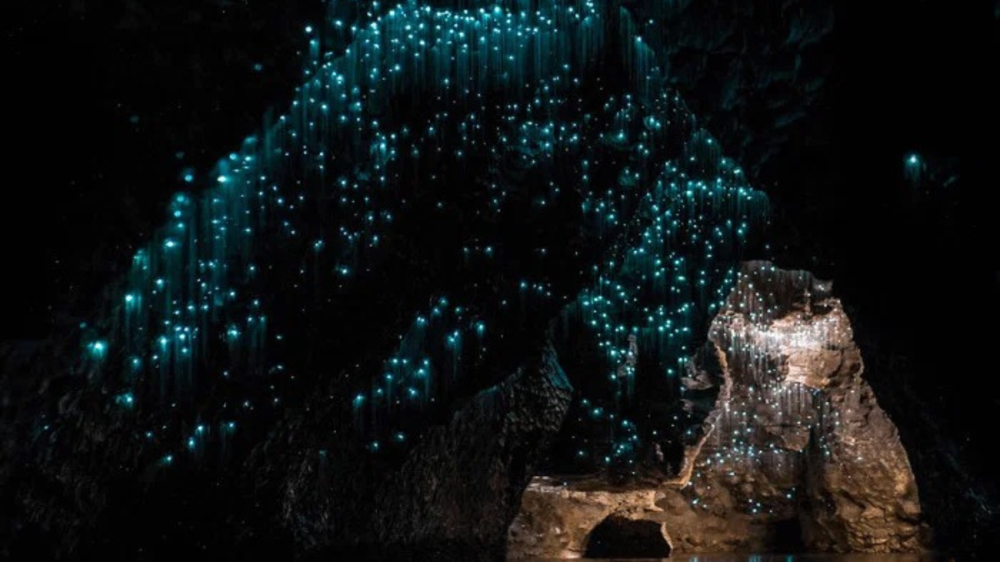 Glow worms in the rainforest on Mount Tamborine