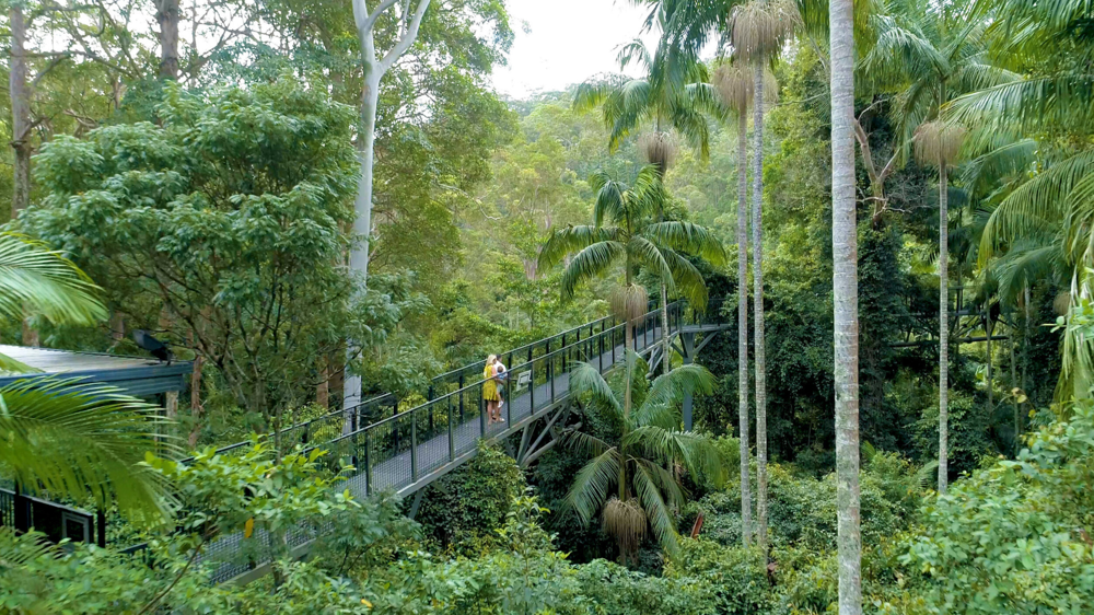 Tamborine Mountain Rainforest Skywalk canopy bridge