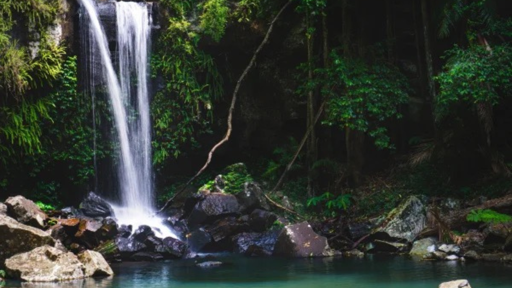 Curtis Falls waterfall on Mount Tamborine